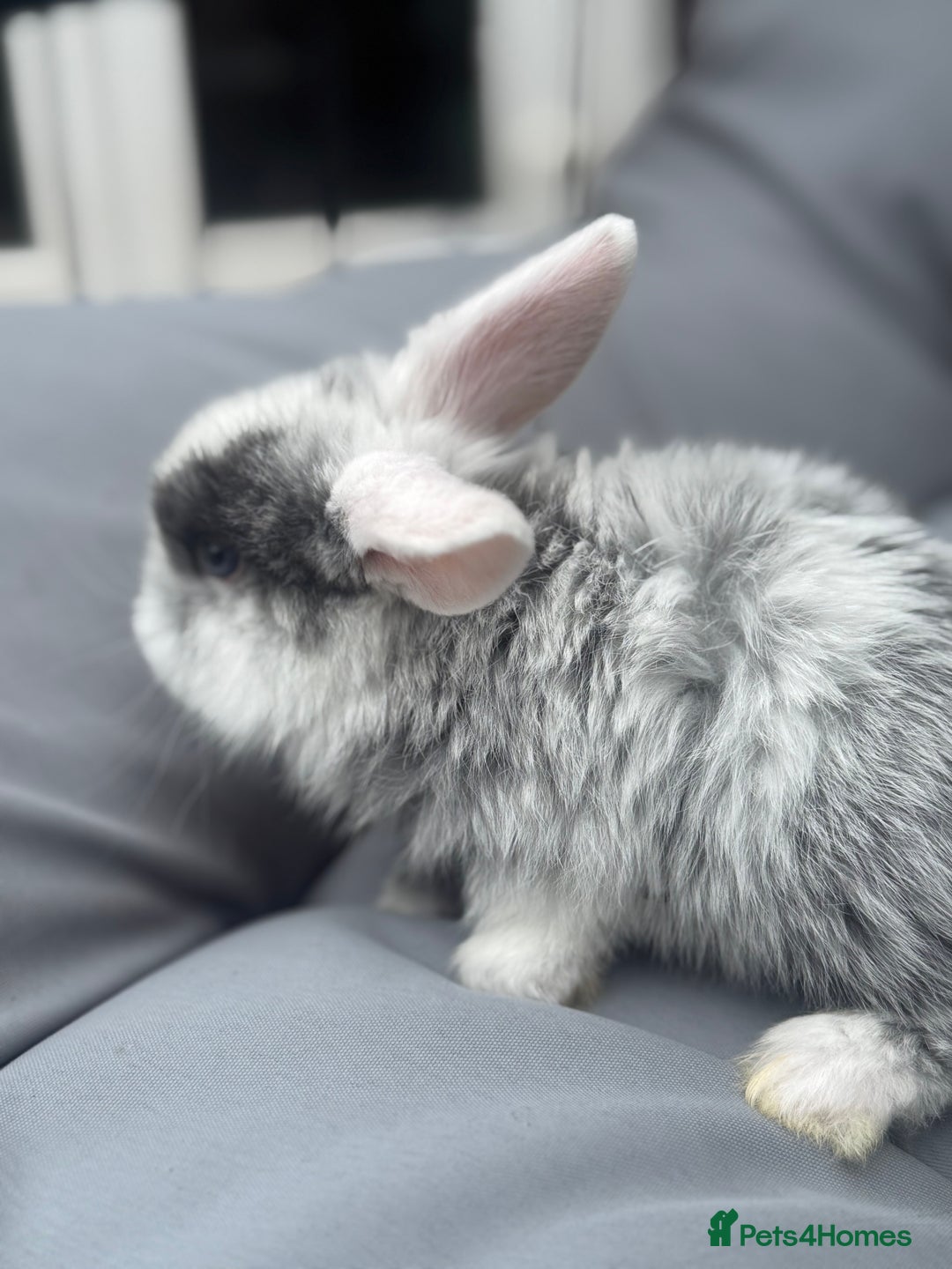 Mini Lop rabbits for sale: Stunning pure bred mini lop babies  - Image 6