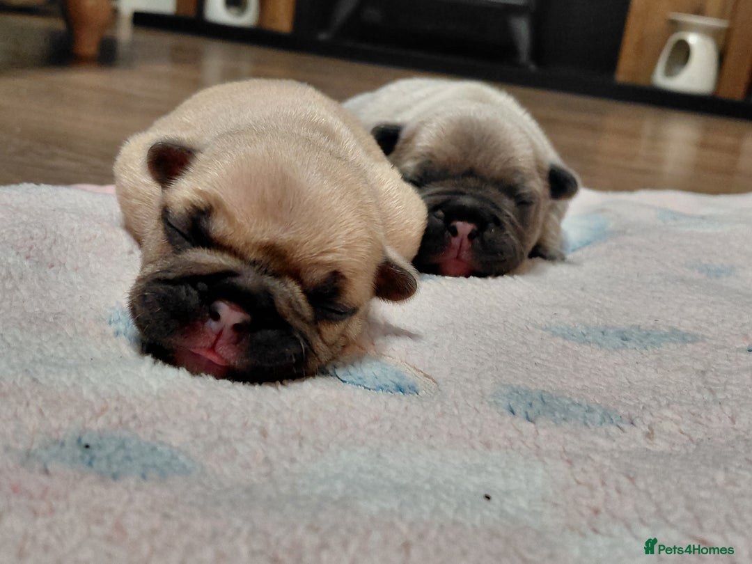 French Bulldog dogs for sale: French bulldog puppies - Image 14