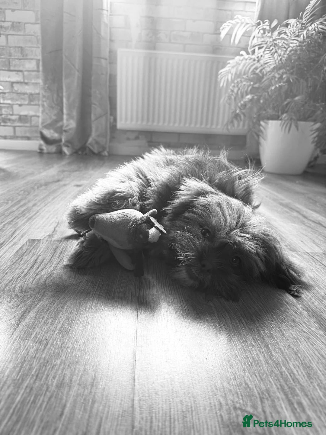 Mixed Breed dogs for sale: Gentle, Child-Friendly Dog Seeking a Loving Home - Advert 6