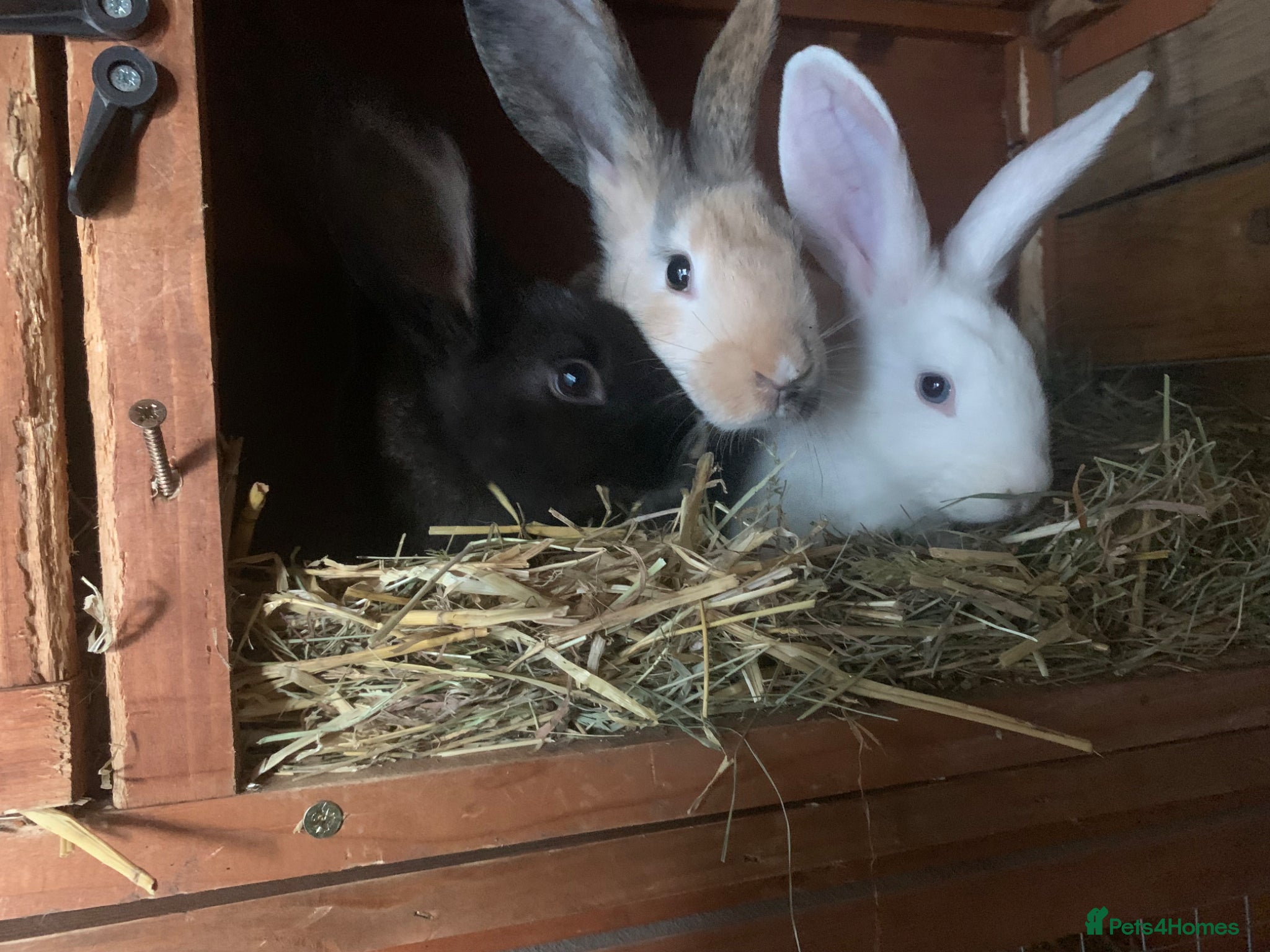 Mixed Breed rabbits Medium/Large New Zealand X German Giant Bunnys  - Advert 15
