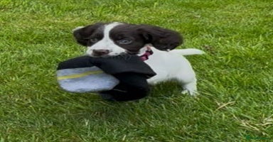 Cocker Spaniel dogs - Advert 9