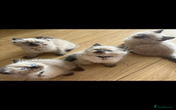 Ragdoll cats for sale: Beautiful fluffy seal point ragdolls *Ready now* - Image 1