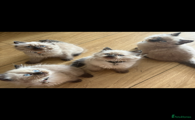 Ragdoll cats - Advert 11