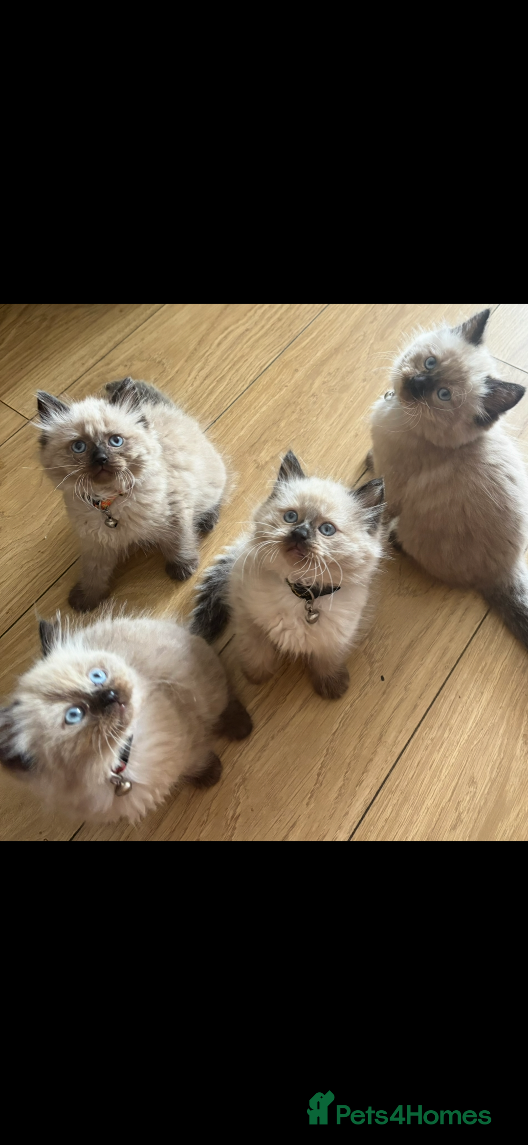 Ragdoll cats for sale: Beautiful fluffy seal point ragdolls *Ready now* - Image 1