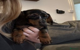 Miniature Dachshund dogs for sale: Miniature dachshunds for sale - ready to go now  - Image 12