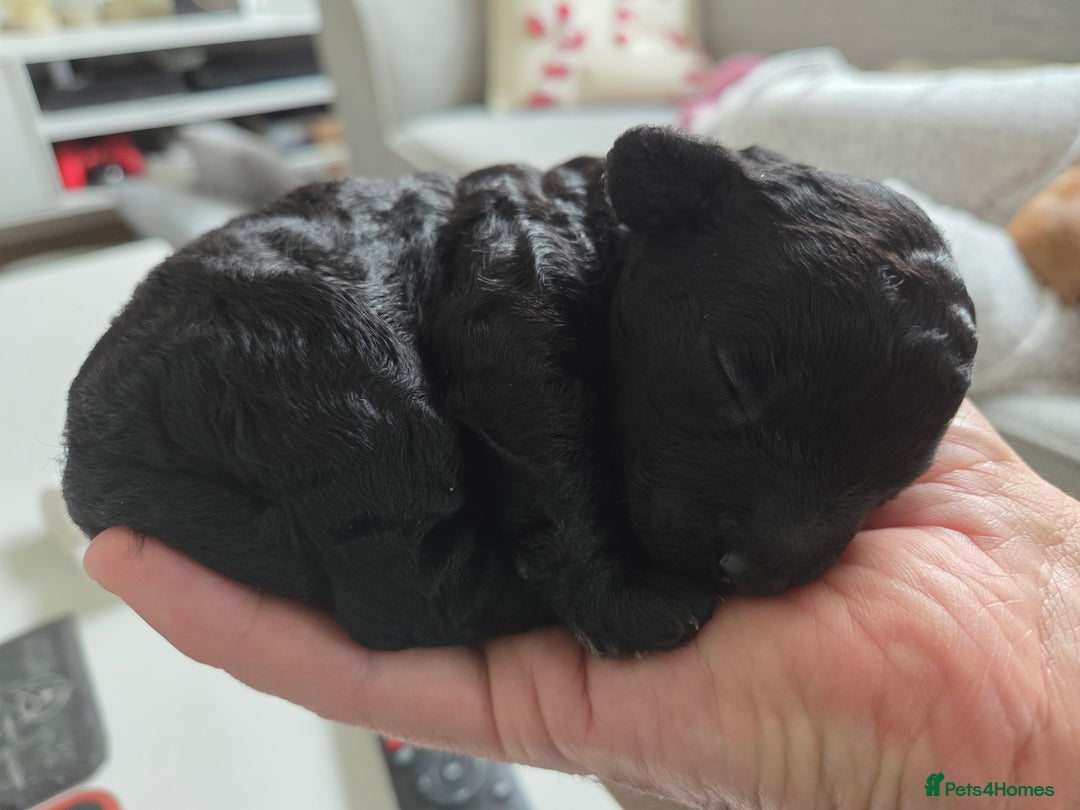 Cockapoo dogs for sale: Cockapoo Puppies  - Advert 10