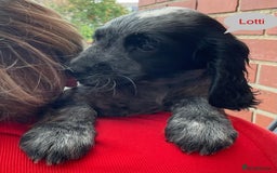 Sprocker dogs for sale: Sprockers 3/4 Cocker spaniel puppies for sale - Image 20