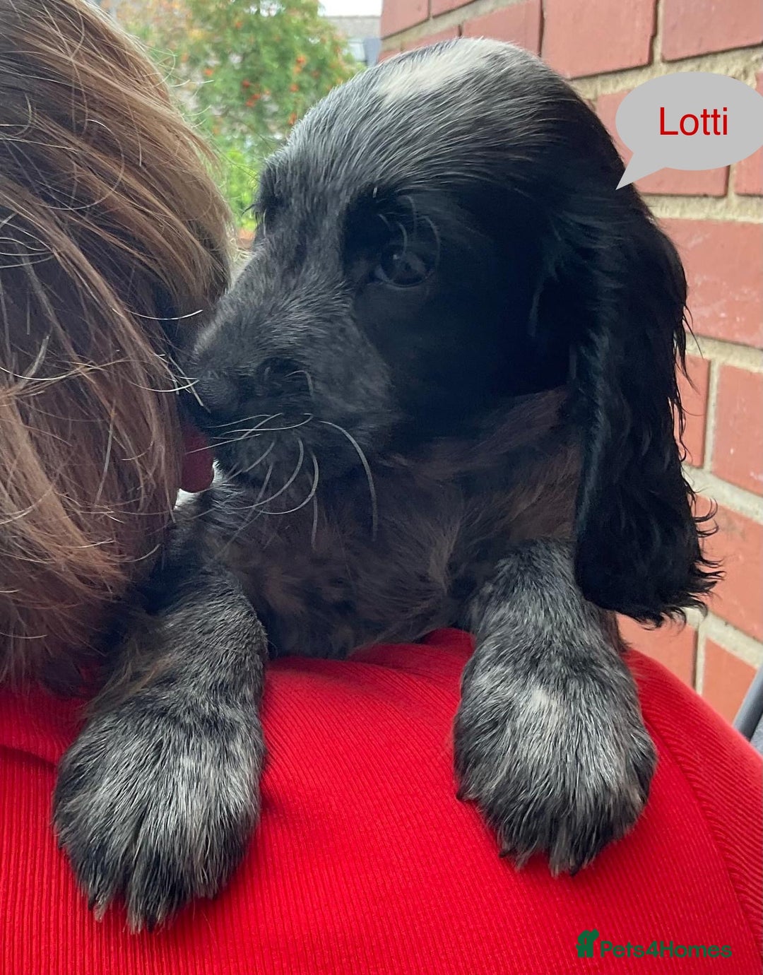 Sprocker dogs for sale: Sprockers 3/4 Cocker spaniel puppies for sale - Image 20