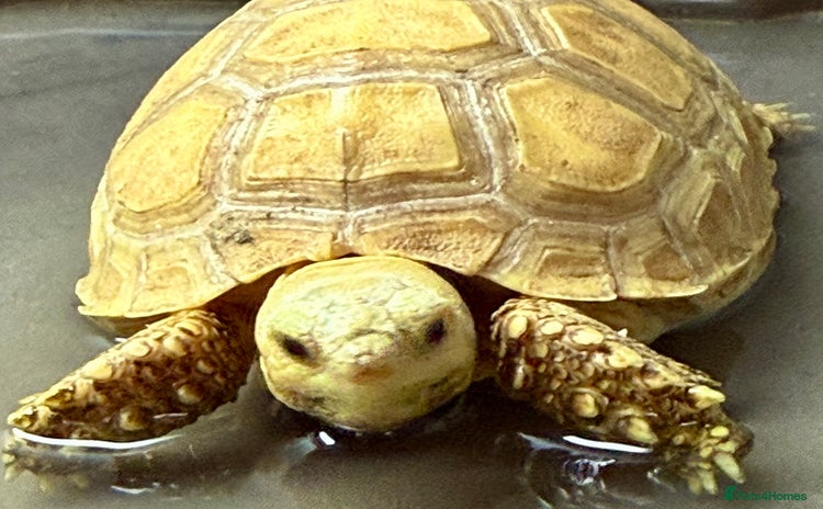 Tortoise reptiles in Sutton - Advert 17
