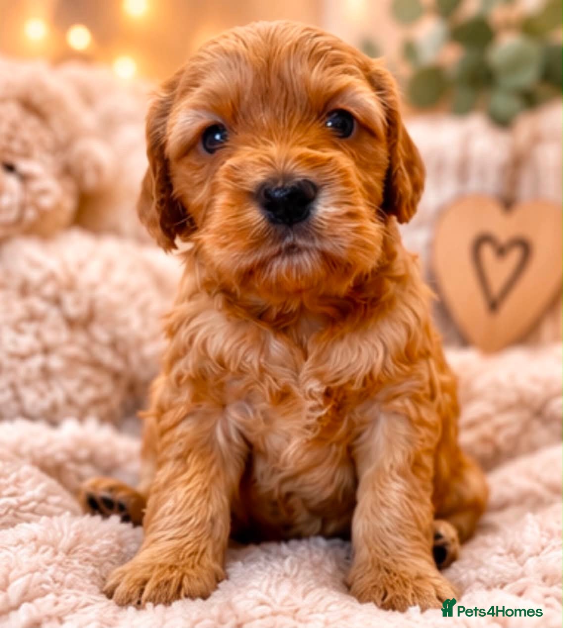Cockapoo dogs Beautiful f1 cockapoo puppies  - Advert 2