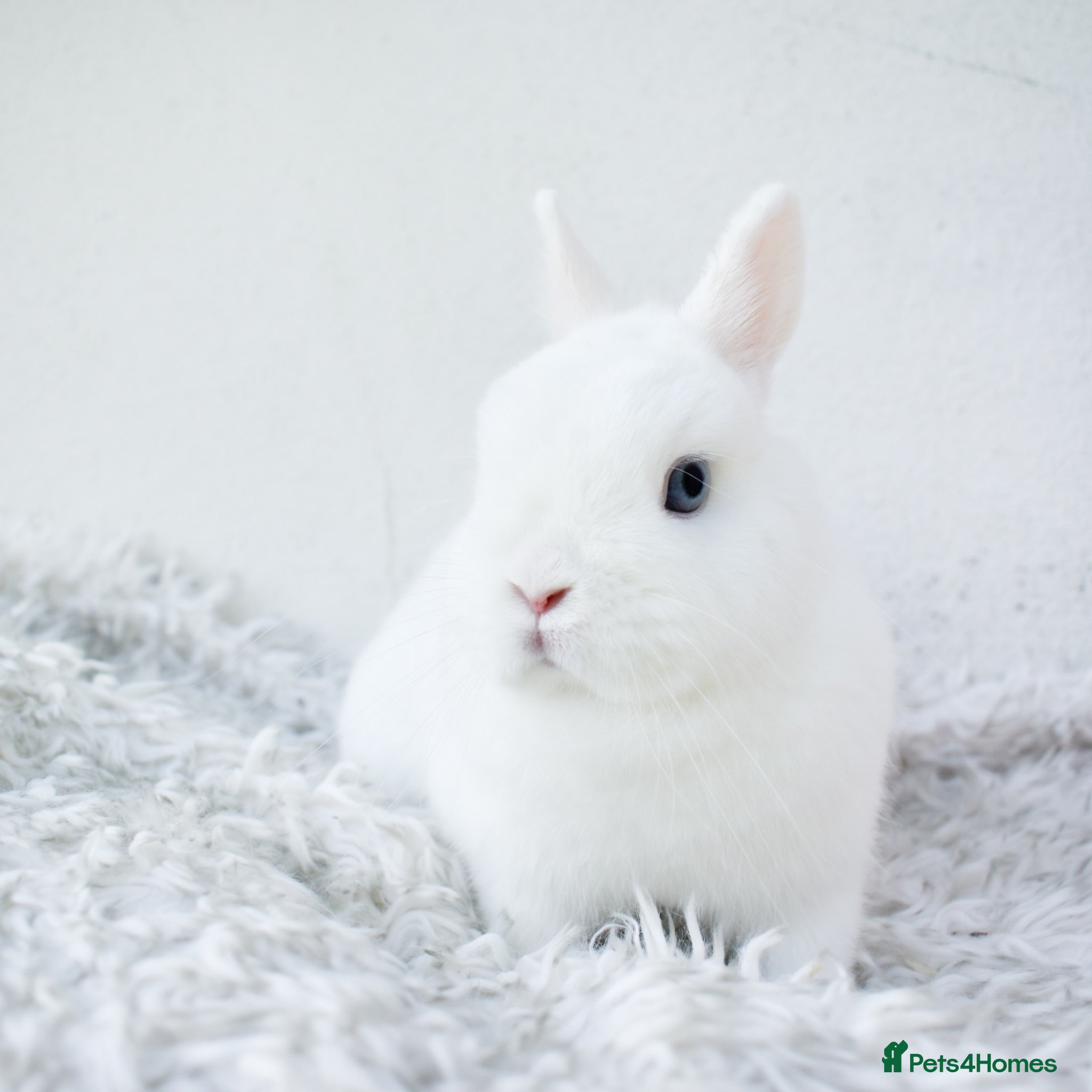 Netherland Dwarf rabbits 🩵✨ Blue Eyed White Netherland Dwarf Doe  - Advert 3