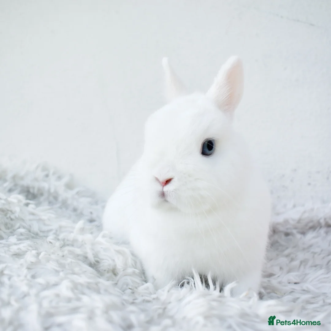 Netherland Dwarf rabbits for sale: 🩵✨ Blue Eyed White Netherland Dwarf Doe  - Advert 1