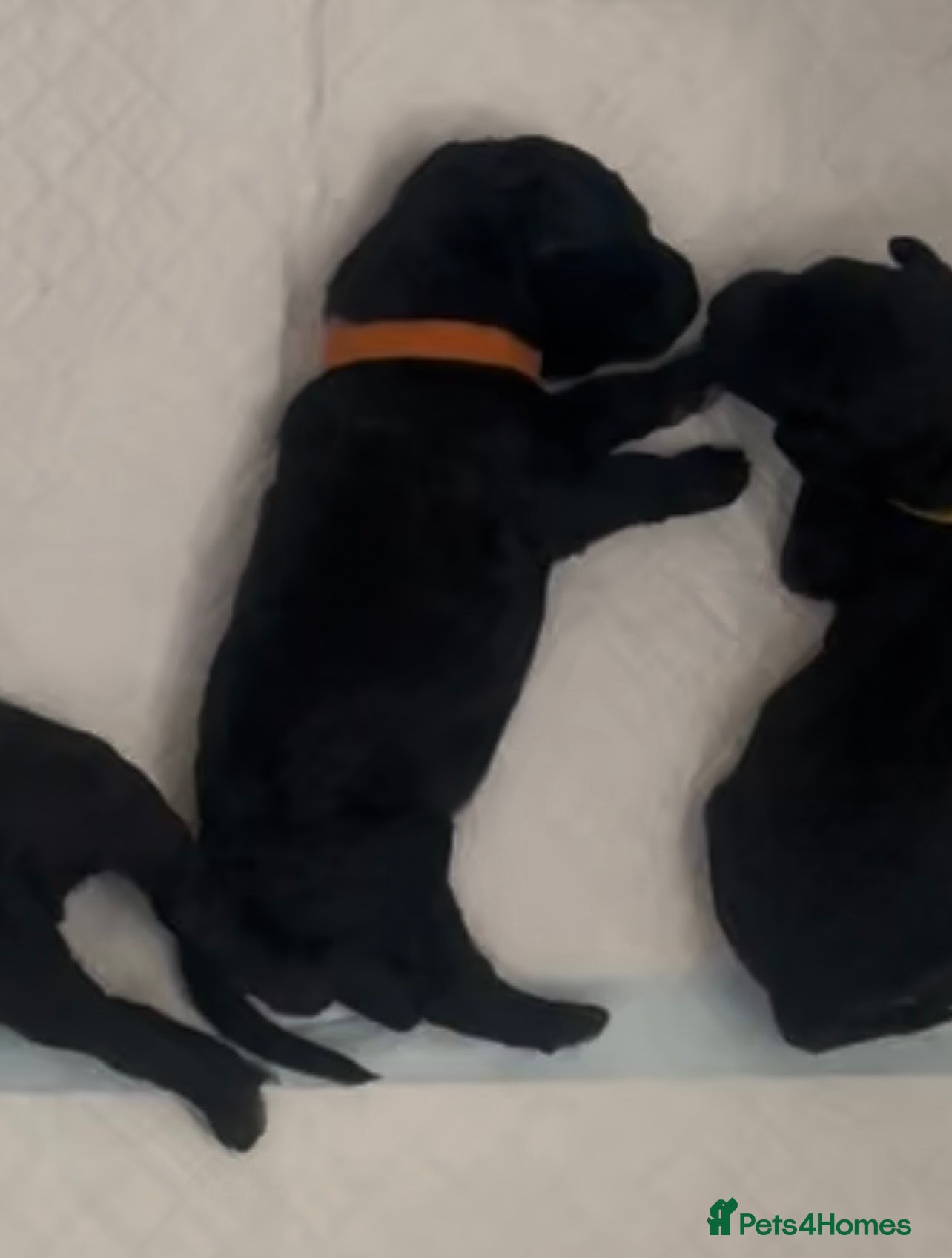 Standard Poodle dogs Puppy Prelisting - Advert 2