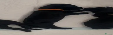 Satsuma (orange collar)