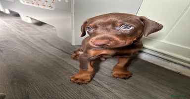 Dobermann dogs - Advert 7