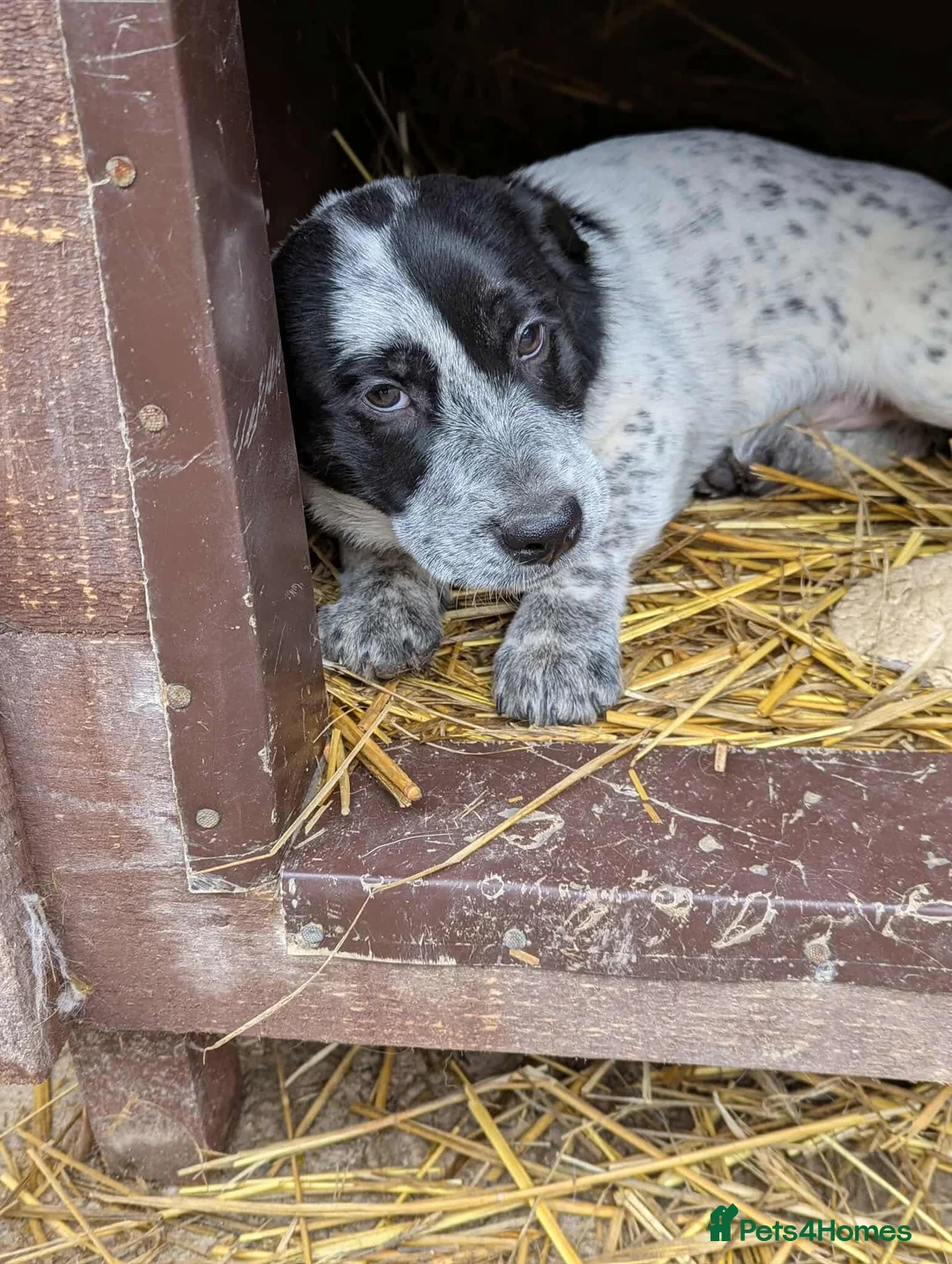 Mixed Breed dogs for adoption: Roly  - Advert 2