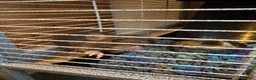 Rat rodents for sale: Two male dwarf rats  in Peterborough - Advert 5