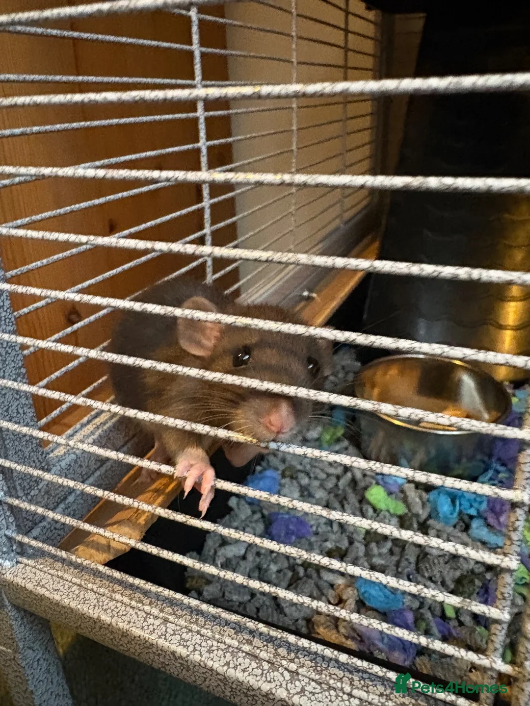 Rat rodents for sale: Two male dwarf rats  in Peterborough - Advert 5