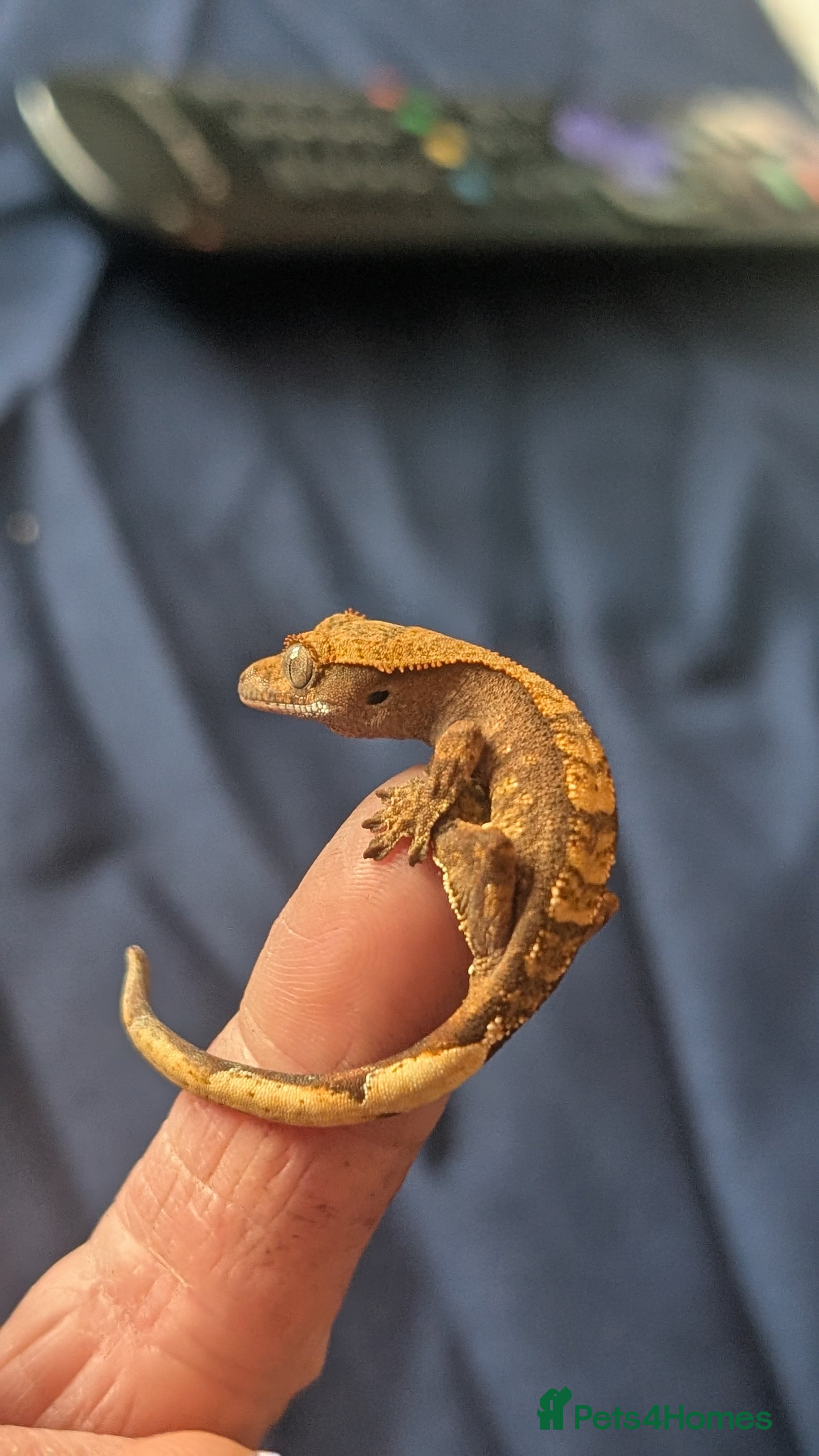 Gecko reptiles Crested Gecko Babies - Advert 12