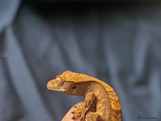 Gecko reptiles Crested Gecko Babies - Advert 1