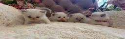 Ragdoll cats for sale: Gorgeous ColourPoint Full Pedigree Ragdoll Kittens - Advert 5