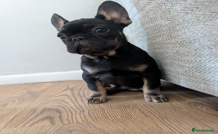 French Bulldog dogs - Advert 9