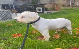Miniature Schnauzer dogs for sale: Miniature Shchnauzer girl looking new home - Image 1