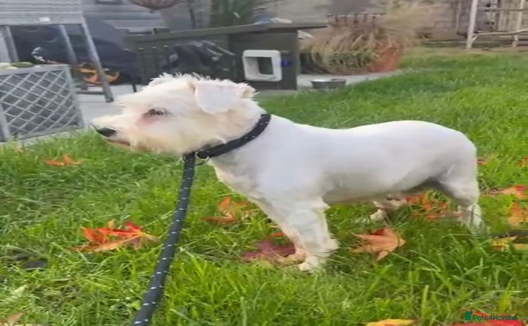 Miniature Schnauzer dogs - Advert 1