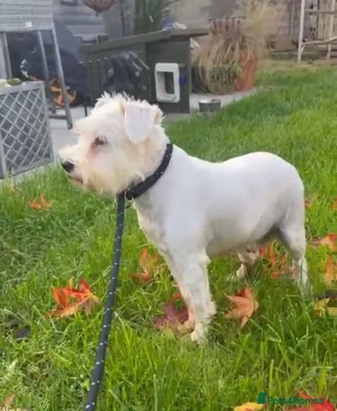 Miniature Schnauzer dogs - Advert 1