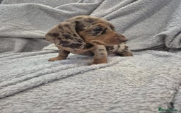 Miniature Dachshund dogs for sale: Kc dachshund babies ready next week - Image 14