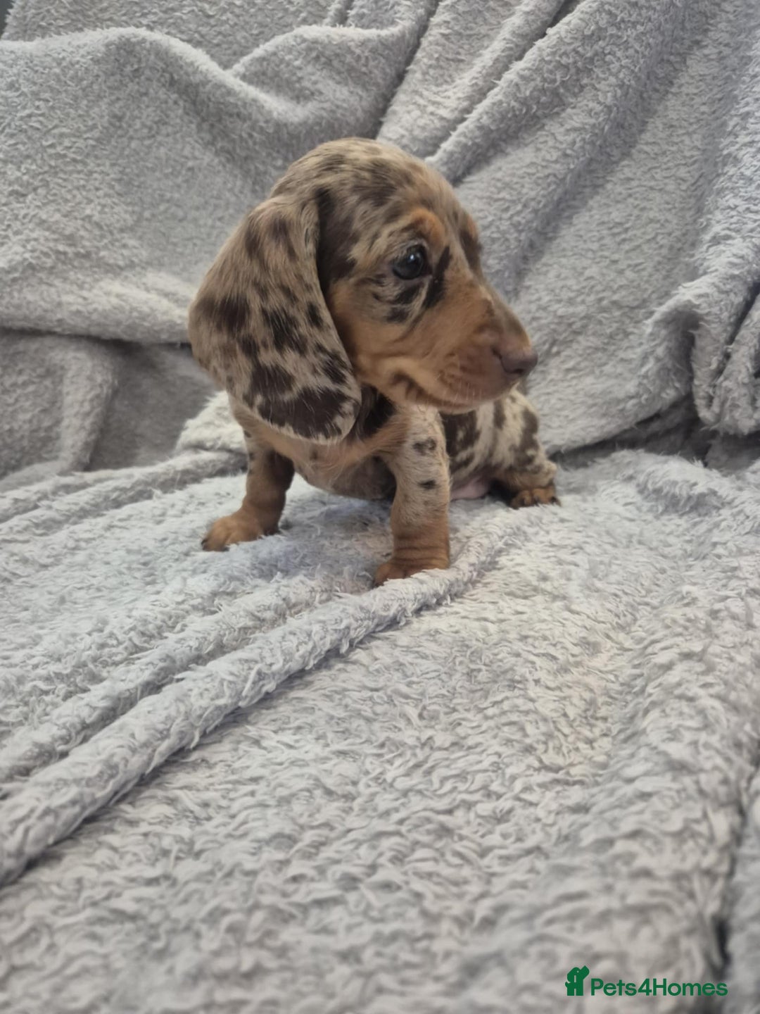 Miniature Dachshund dogs for sale: Kc dachshund babies ready next week - Image 14