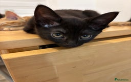 Domestic Shorthair cats for sale: Kittens - Image 5