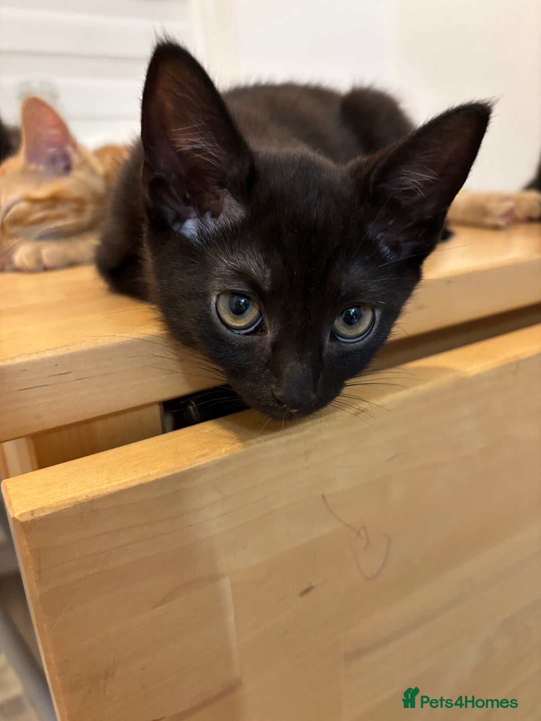 Domestic Shorthair cats for sale: Kittens - Image 5