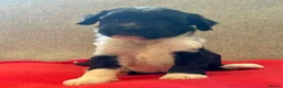 Tibetan Terrier dogs for sale: Beautiful KC reg Tibetan terrier puppies  - Advert 12