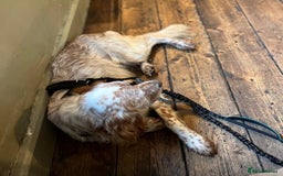 English Setter dogs for adoption: Hans  - Advert 11