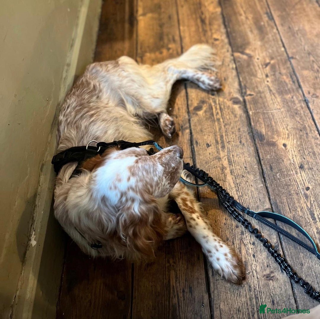 English Setter dogs for adoption: Hans  - Advert 11