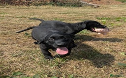 Labrador Retriever dogs for sale: Gorgeous black lab pups,FULLY HEALTH TEST PARENT - Image 8