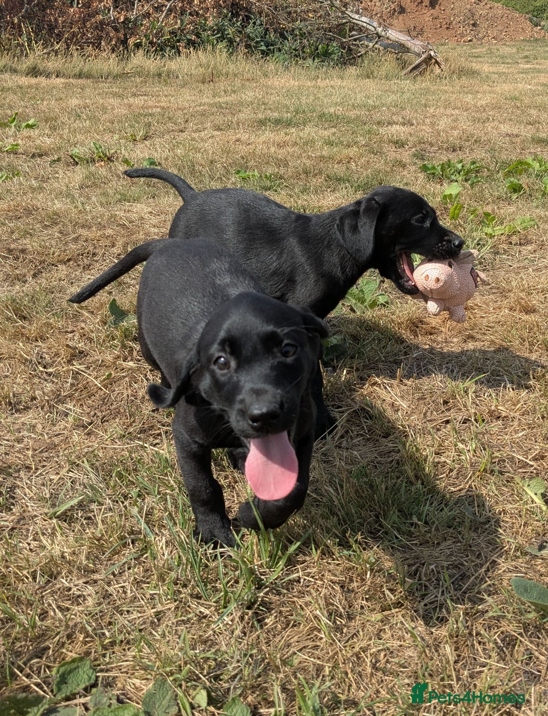 Labrador Retriever dogs for sale: Gorgeous black lab pups,FULLY HEALTH TEST PARENT - Image 8
