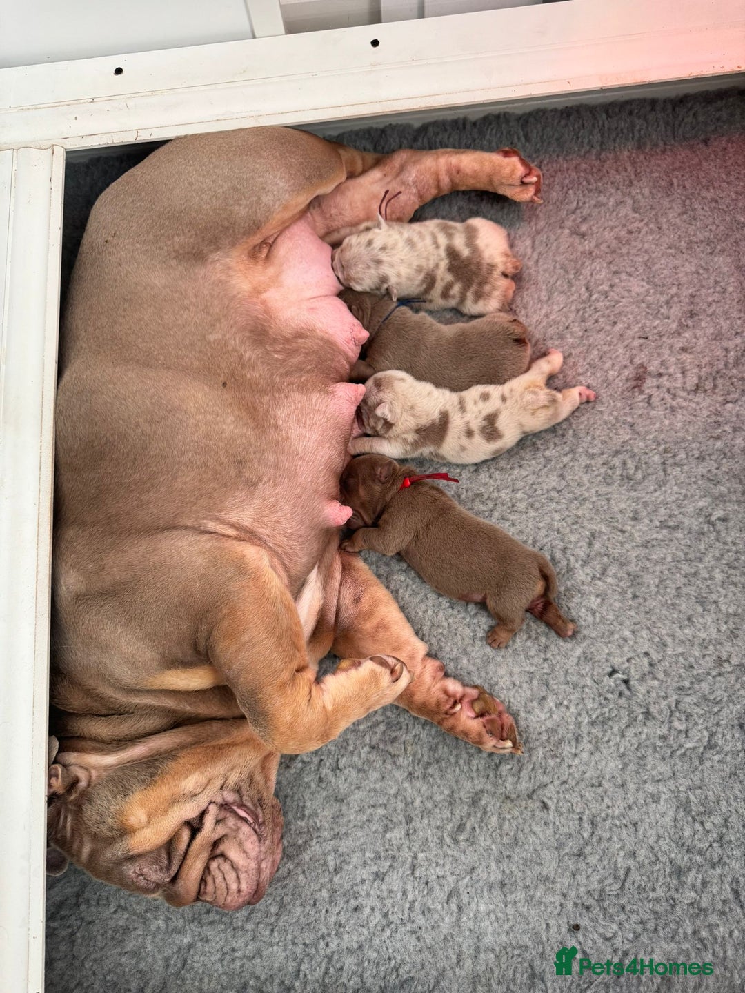 English Bulldog dogs for sale: English Bulldog Puppy  - Image 7