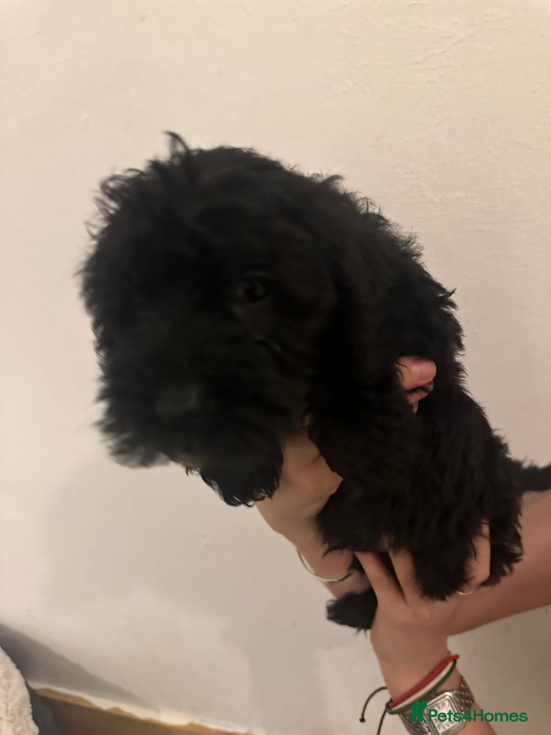 Yorkiepoo dogs for sale: 5 Beautiful F1 Yorkiepoo’s - Image 11