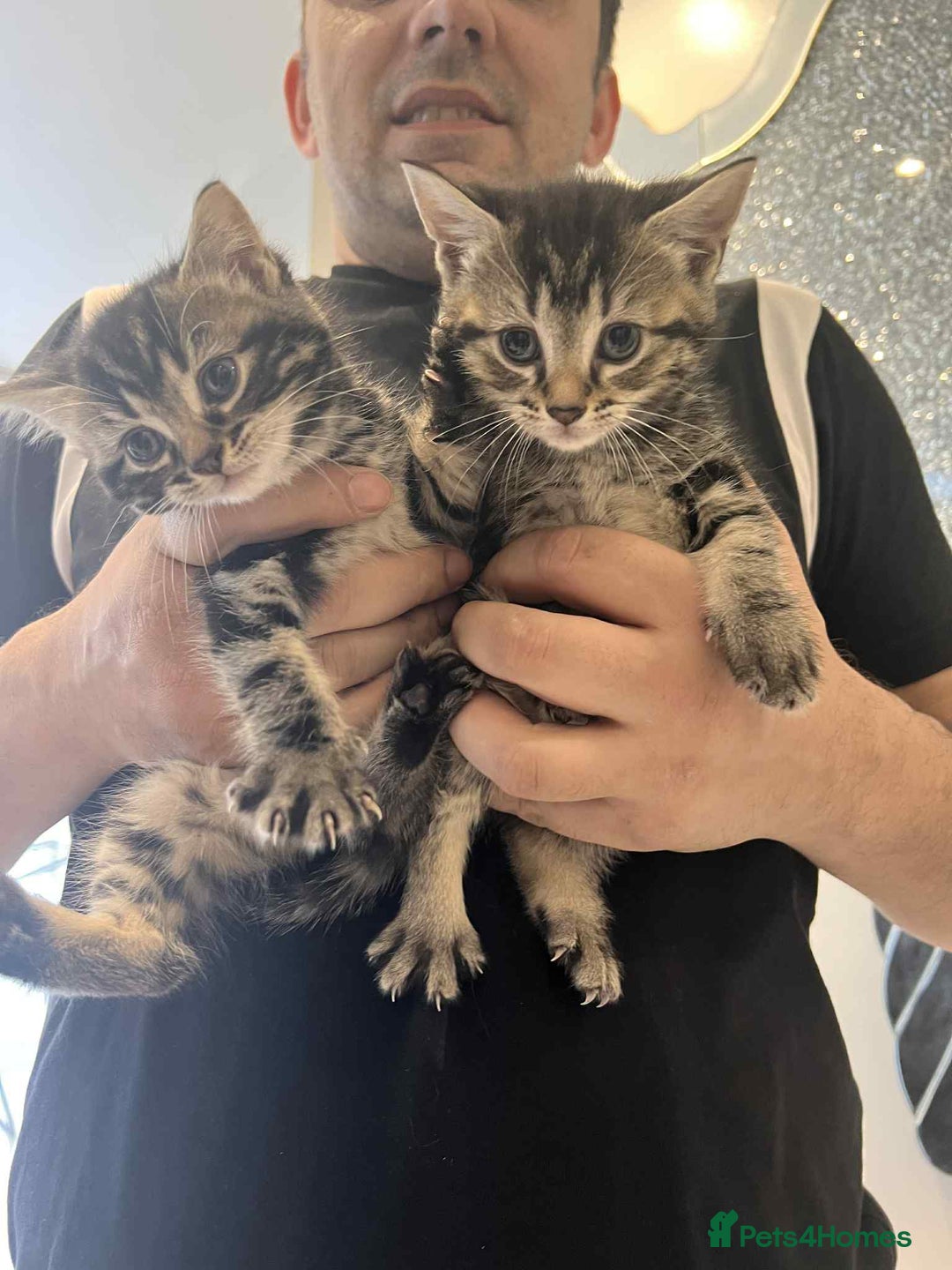 European cats for sale: Taby male kittens ready now - Advert 8