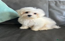Mixed Breed dogs for sale: Maltichons beautiful bundles of fluff  - Image 10