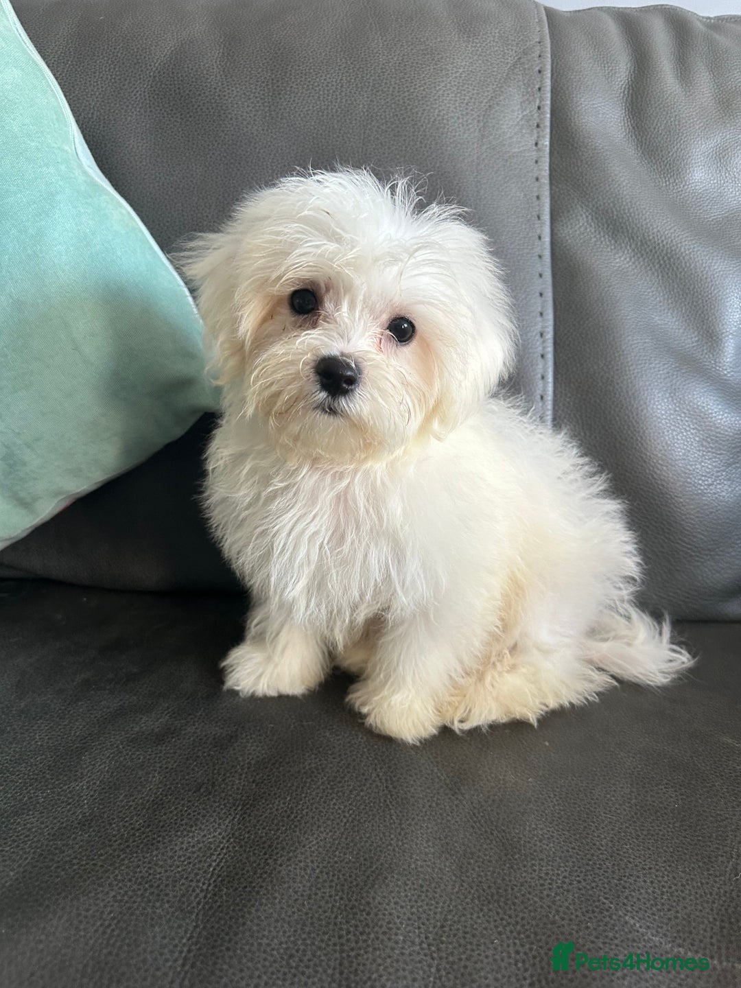 Mixed Breed dogs for sale: Maltichons beautiful bundles of fluff  - Image 10