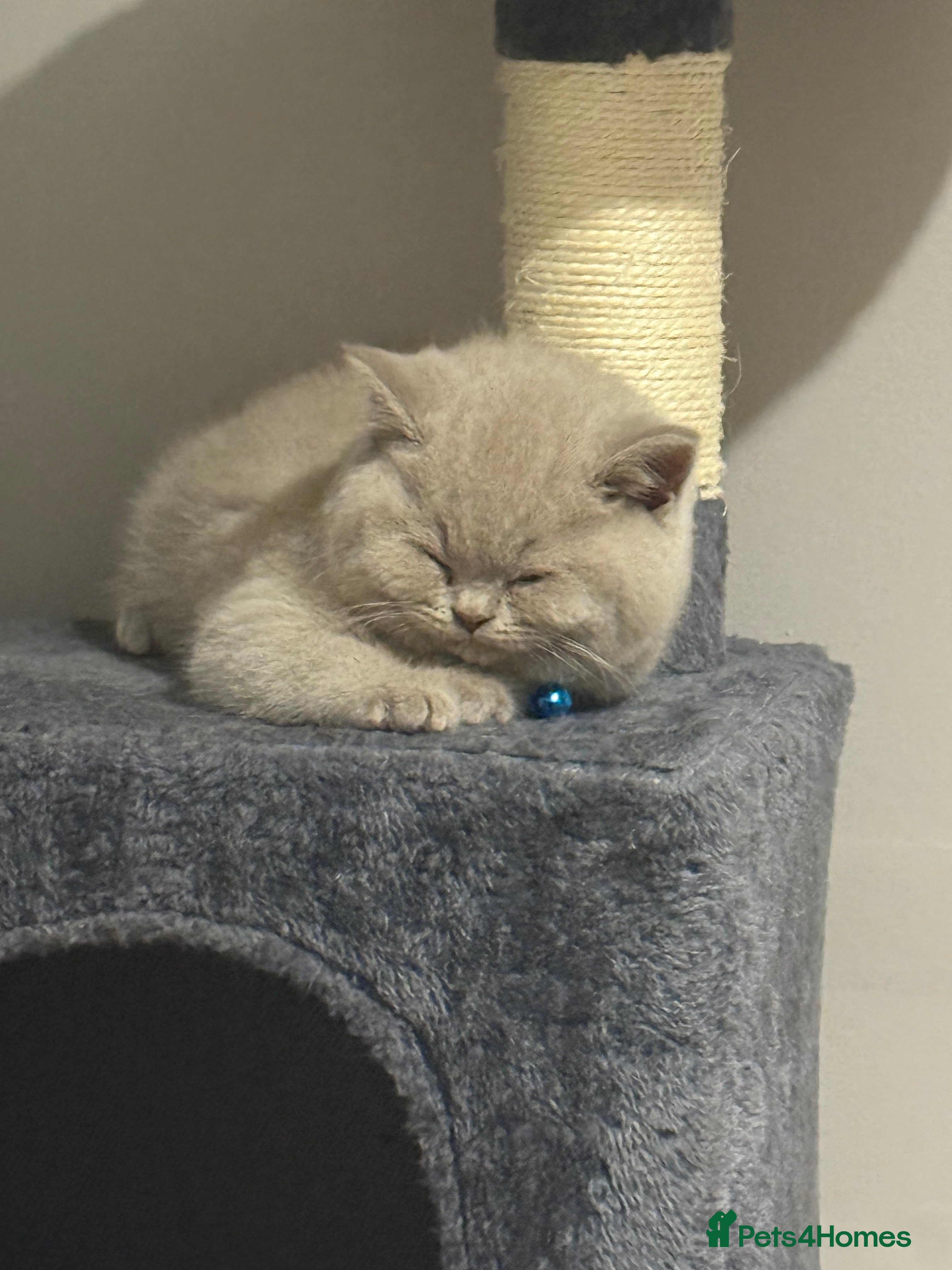 British Shorthair cats Champion line lilac British shorthair kittens - Advert 12
