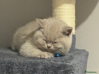 British Shorthair cats Champion line lilac British shorthair kittens - Advert 12