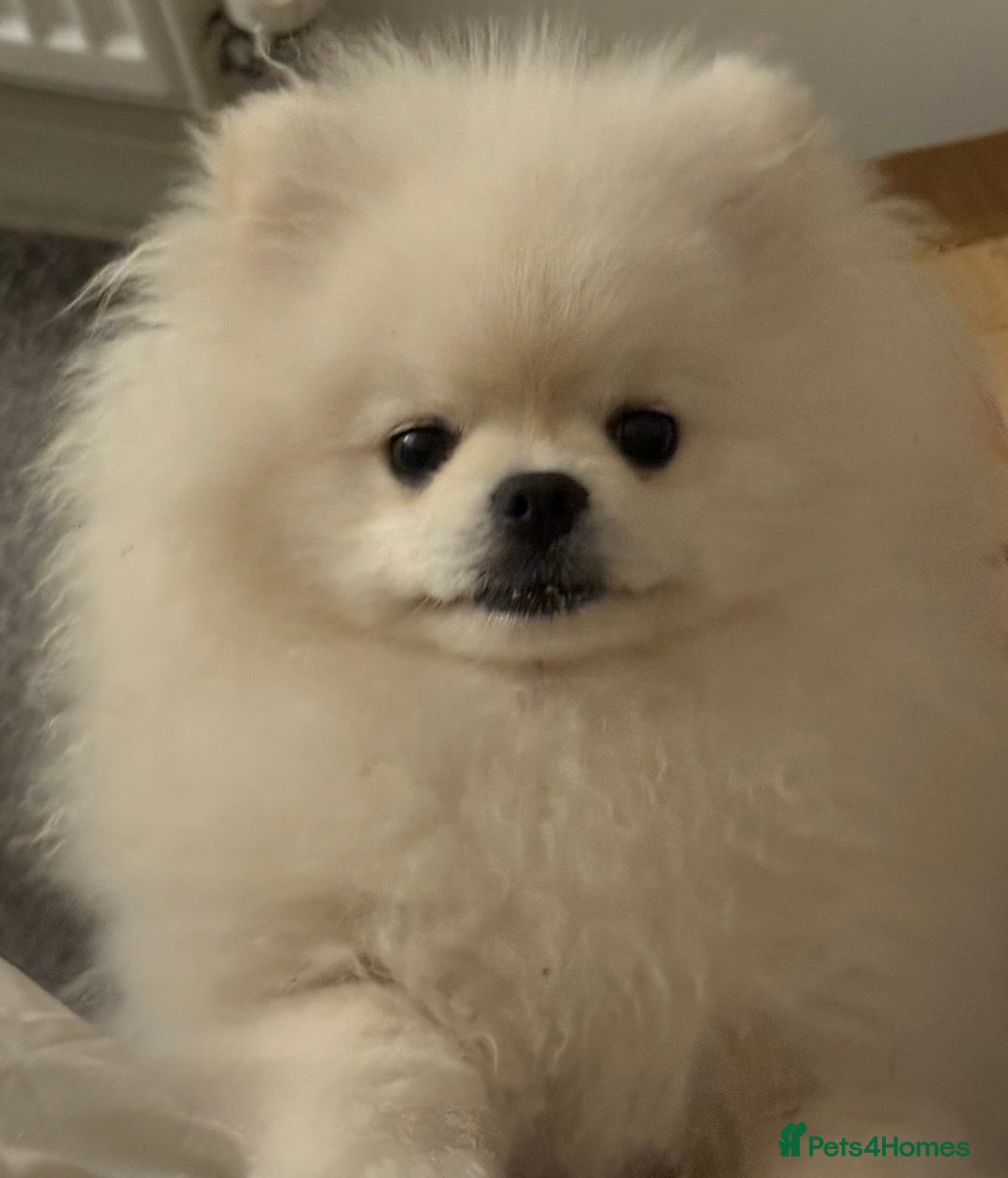 Pomeranian dogs for sale: ⭐Beautiful KC Pedigree Pomeranian Boy-White/Cream⭐ - Advert 5