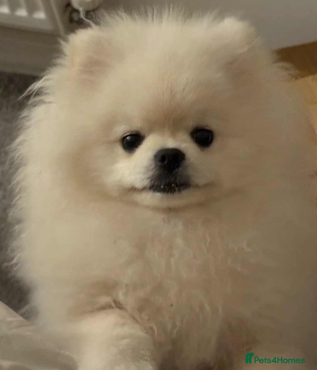 Pomeranian dogs for sale: ⭐Beautiful KC Pedigree Pomeranian Boy-White/Cream⭐ - Advert 5