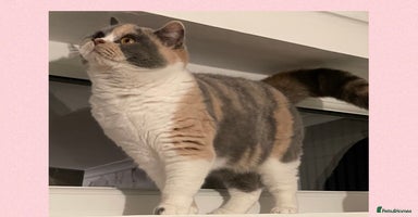 British Shorthair cats - Advert 14