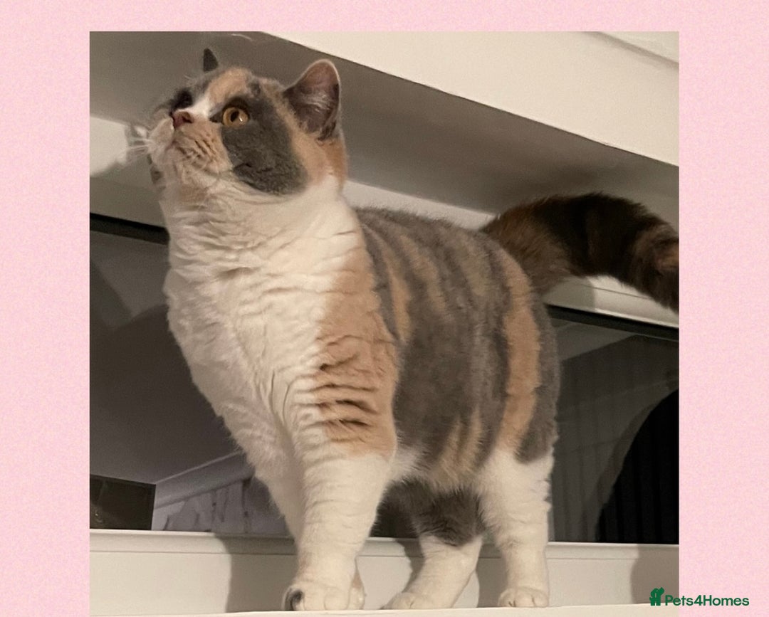 British Shorthair cats for sale: Active Champion Sired GCCF Female  - Image 2