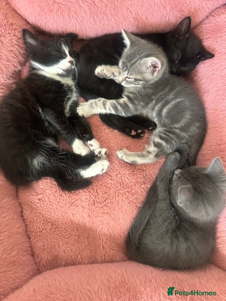 Mixed Breed cats for sale: Adorable, playful kittens ready now! in South Croydon - Advert 1